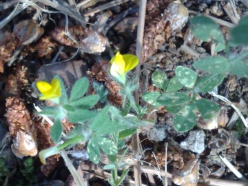 Lotus angustissimus / Ginestrino angustissimo