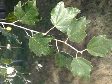 Populus alba