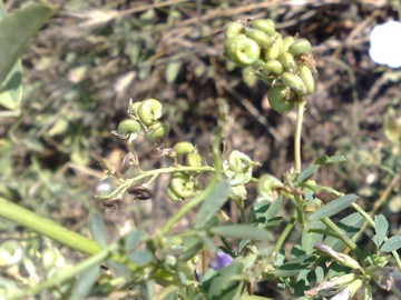 Medicago sativa