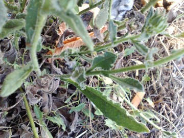 Helminthotheca echioides (= Picris echioides)