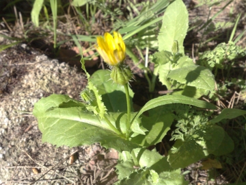 Urospermum picroides / Boccione minore