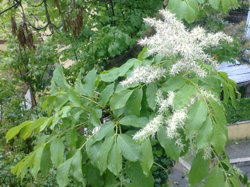 Fraxinus ornus