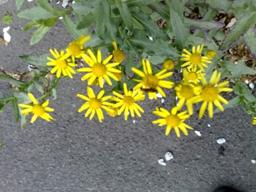 Senecio squalidus subsp. aethnensis / Senecio dell''Etna