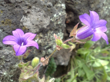 Campanula dichotoma / Campanula dicotoma