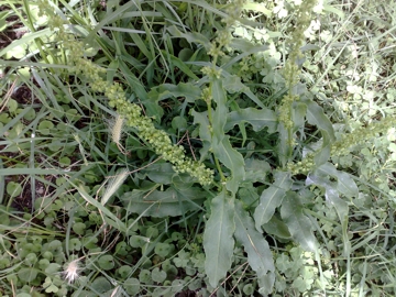Rumex crispus