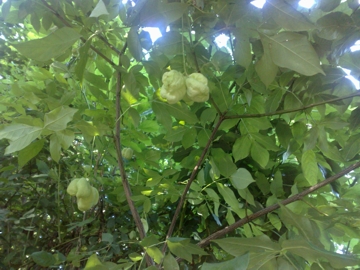 Staphylea pinnata / Borsolo - Falso Pistacchio