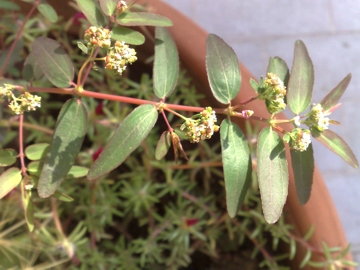 Chamaesyce nutans