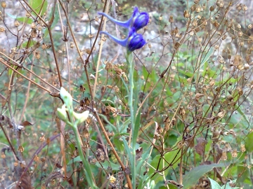 Una Linaria - no, Delphinium cfr. halteratum.