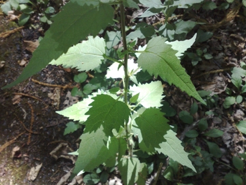 Stachys sylvatica?