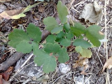 Chelidonium majus