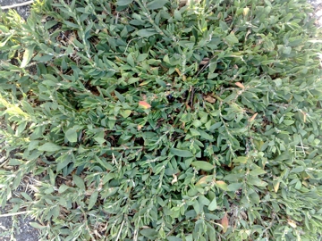 Polygonum aviculare