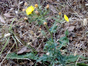 Picris hieracioides