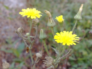 Andryala integrifolia