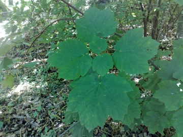 Acer opalus / Acero napoletano