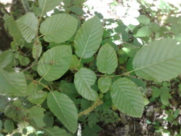 Carpinus betulus