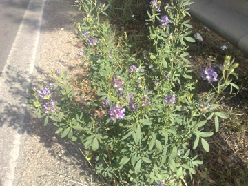 Medicago sativa