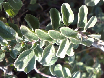 Origanum vulgare oppure O. majorana ?