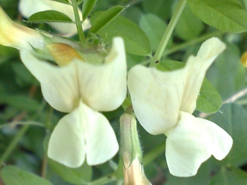 Vicia grandiflora / Veccia farfallona