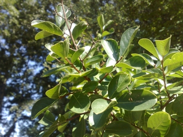 Albero con i ritidiomi -  Lagerstroemia indica