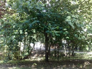 Altro albero incognito:  Liriodendron tulipifera (Magnoliaceae)