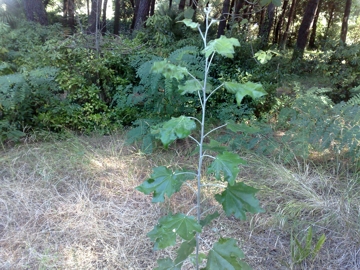 Albero incognito - Populus alba