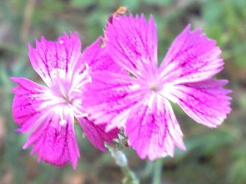 Dianthus balbisii