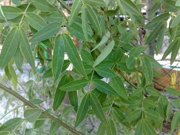 Arbusto di Fabacea