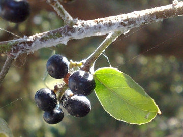 Arbusto con bacche nere - Rhamnus alaternus