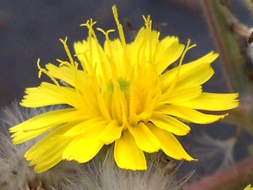 Picris hieracioides