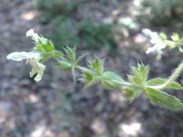 Stachys recta