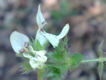 Stachys recta