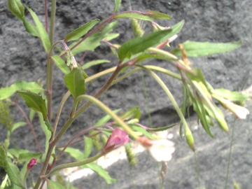 Epilobium lanceolatum