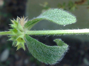 Stachys recta