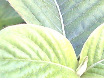 Una erbacea - cfr. Achyranthes sicula