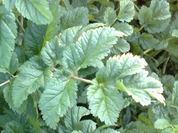 Erbacea di un incolto