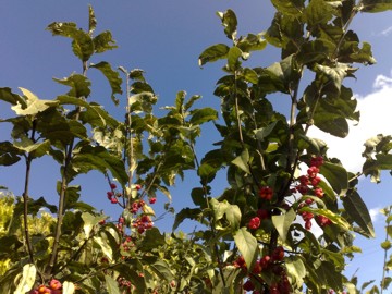 Arbusto con strani frutti - Euonymus europaeus