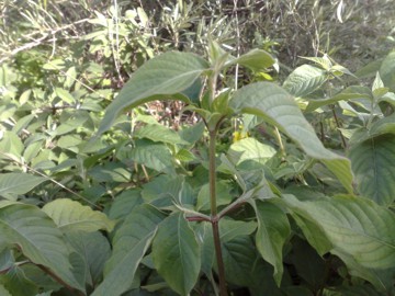 Una erbacea - cfr. Achyranthes sicula