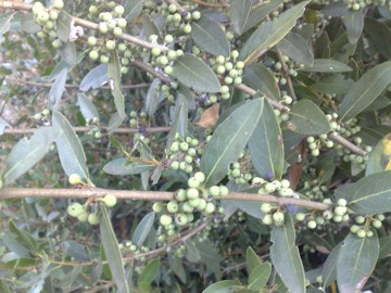 Arbusto con piccoli frutti - Phillyrea latifolia