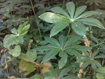 Galium mollugo / Caglio tirolese