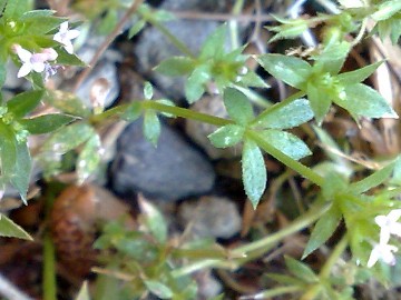Attaccamano piccolo - Sherardia arvensis