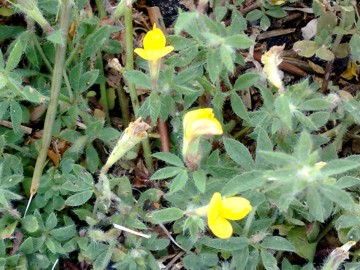 Lotus angustissimus / Ginestrino angustissimo