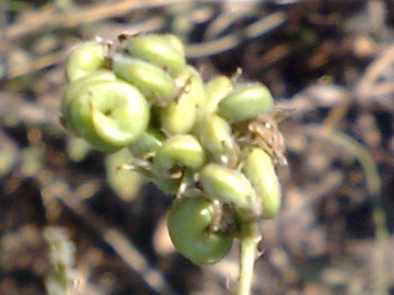 Medicago sativa