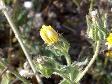 Helminthotheca echioides (= Picris echioides)
