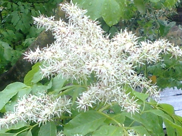 Fraxinus ornus