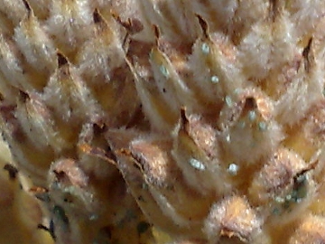 Specie di Orobanche