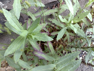 Senecio squalidus subsp. aethnensis / Senecio dell''Etna