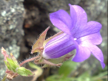 Campanula dichotoma / Campanula dicotoma