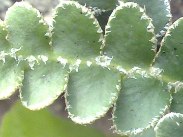 Asplenium ceterach (Ceterach officinarum)