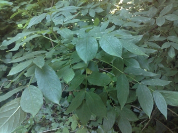 Staphylea pinnata / Borsolo - Falso Pistacchio