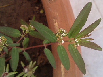 Chamaesyce nutans